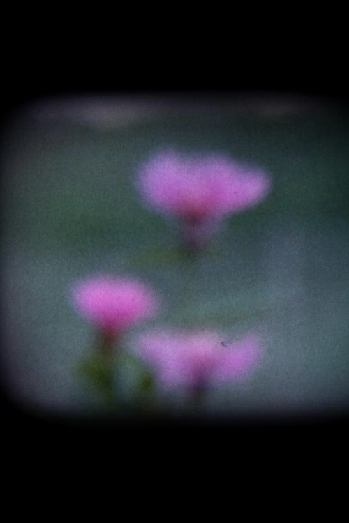 I Fiori Blu (2019) poster