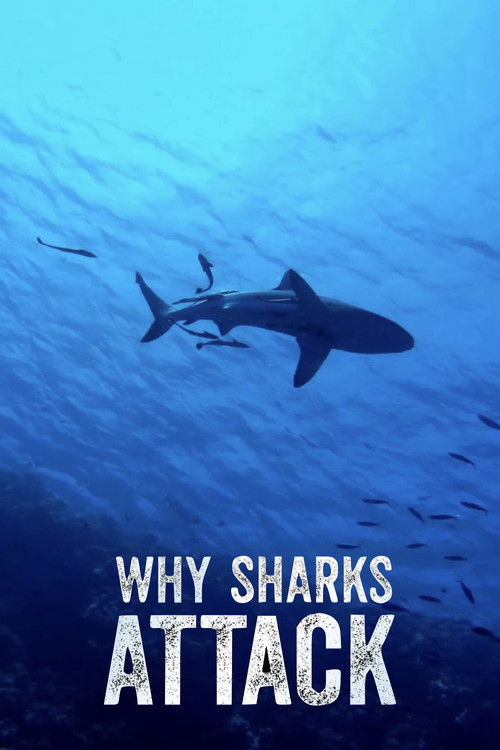 Why Sharks Attack (2023) poster