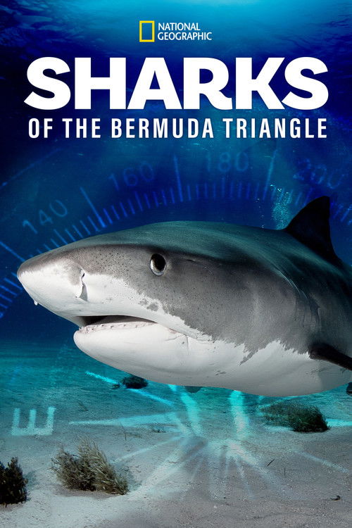 Sharks of the Bermuda Triangle (2020) poster