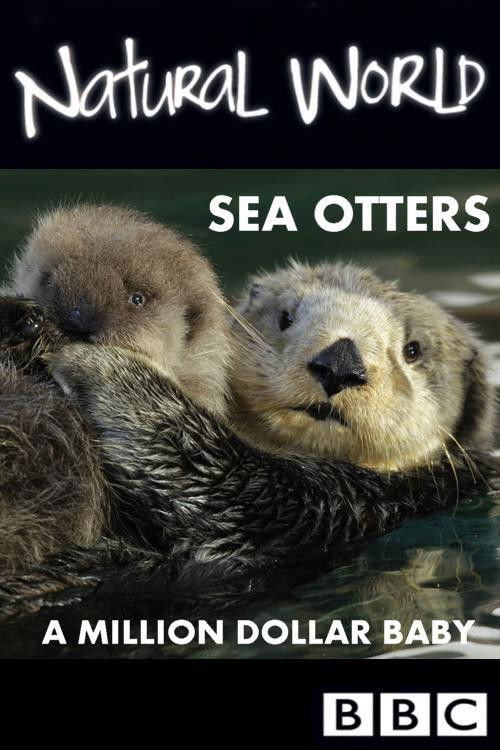 Sea Otters: A Million Dollar Baby (2010) poster