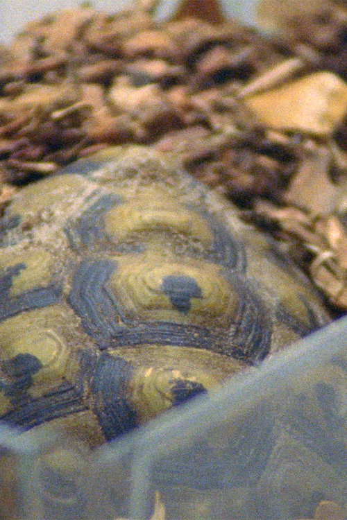 Testudo Hermanni (2023) poster