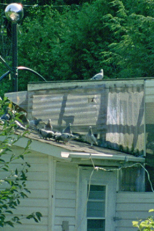 Peacock's Monologues (2020) poster