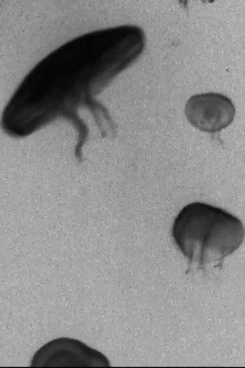 Les ombres aquatiques (2016) poster