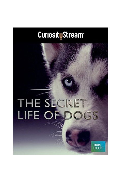 The Secret Life of Dogs (2013) poster