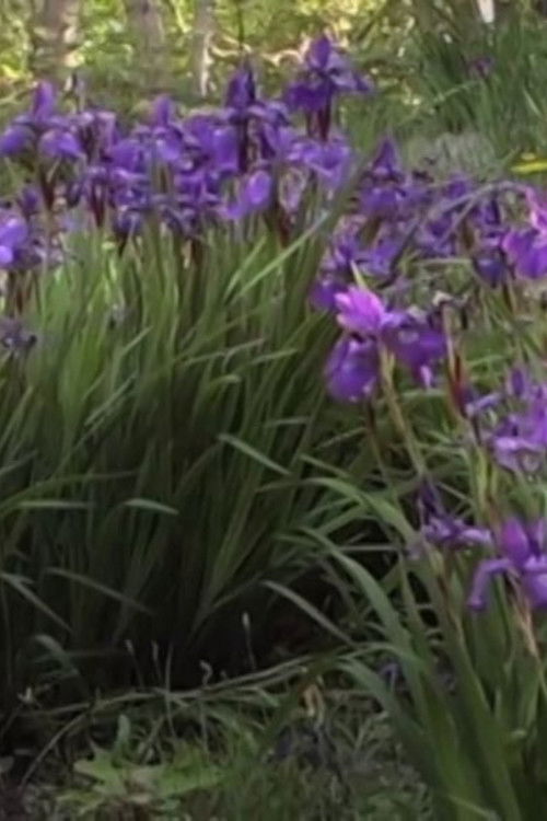 Queen Takes Pawn (2013) poster