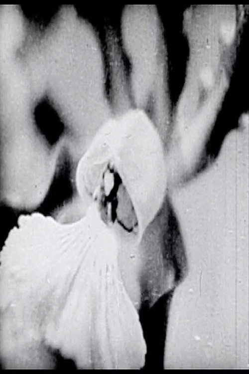 Floral Symphony (1936) poster