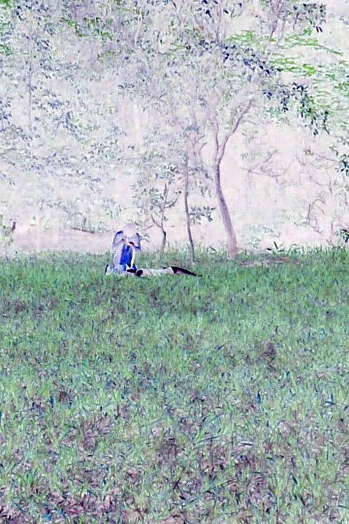 A Caixa Preta (2015) poster