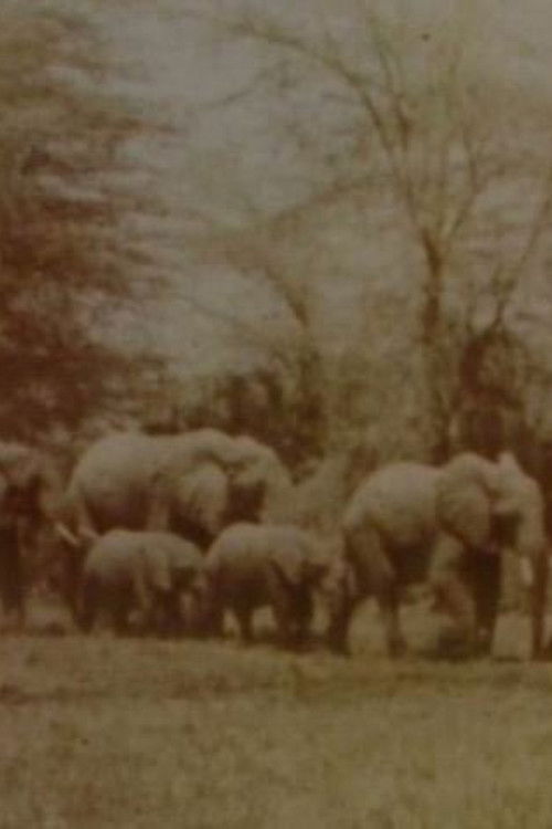 Elephants' Test (2005) poster