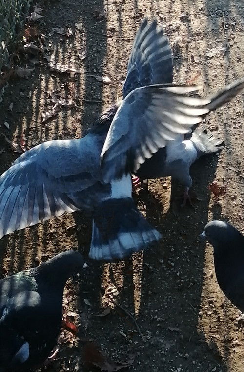 J'ai vu des oiseaux-moqueurs ricaner sous le soleil de Valence (2026) poster