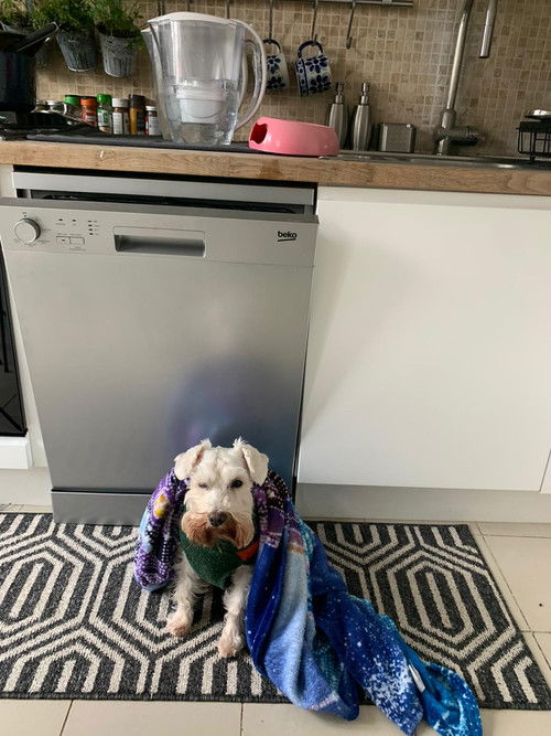 A Dogs Day (2023) poster