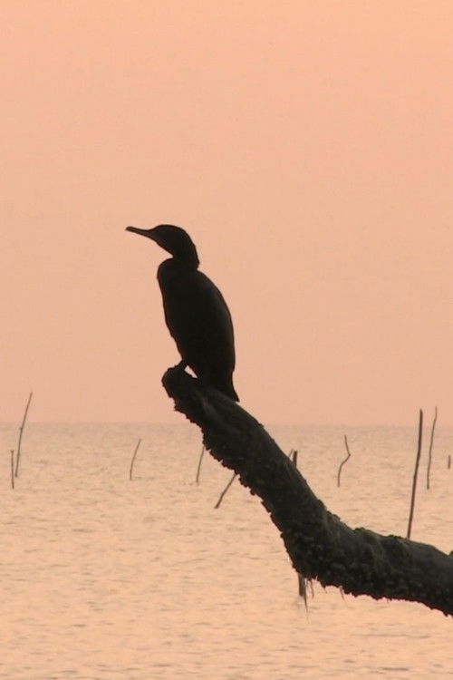 Isidro Guerra (2019) poster