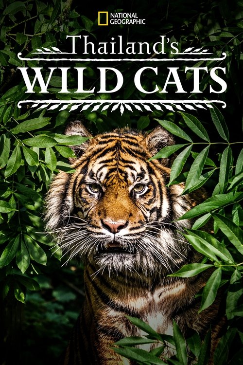 Thailand's Wild Cats (2021) poster