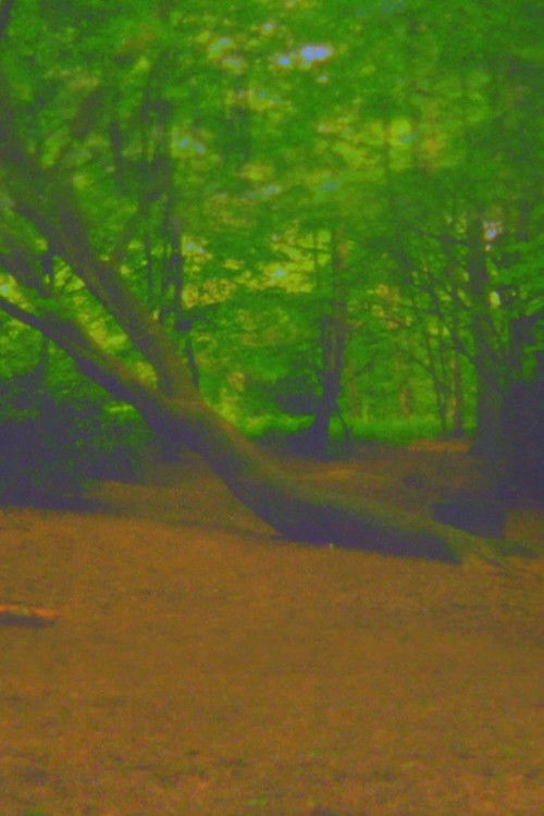 Fuck Tree (2017) poster