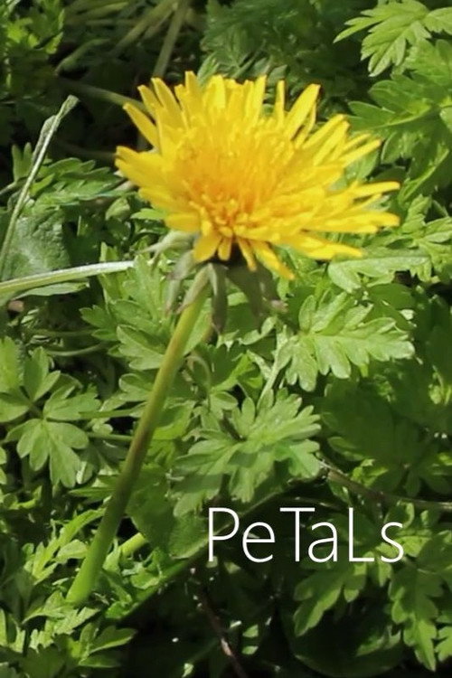 PeTaLs (2024) poster
