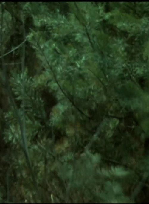 Wald Forest (1984) poster