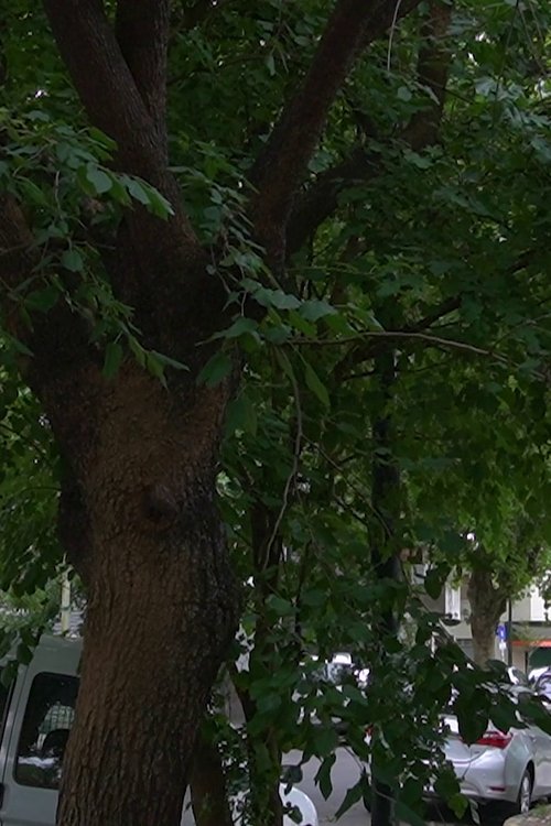 The Little Details Of Life poster