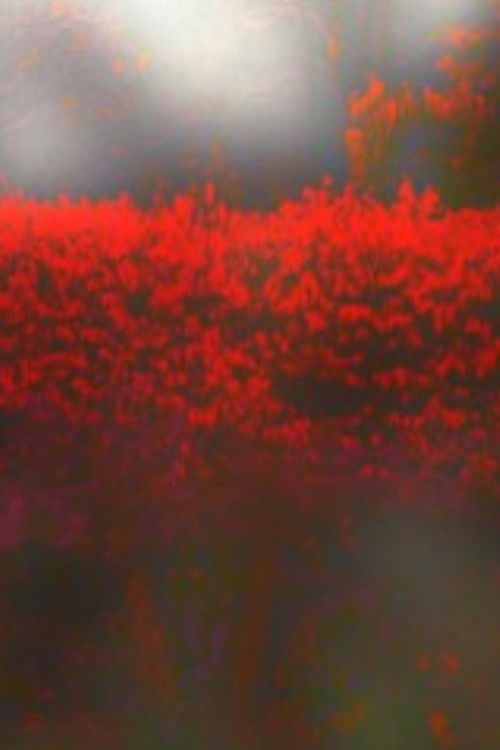 Burning Bush (2010) poster