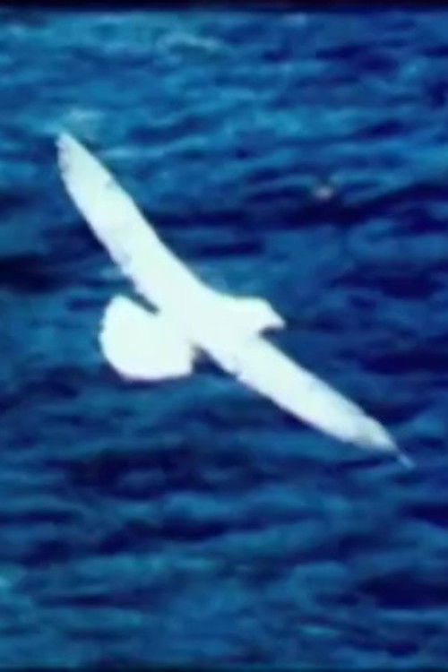 Birds by the Sea (Prayer) (2008) poster