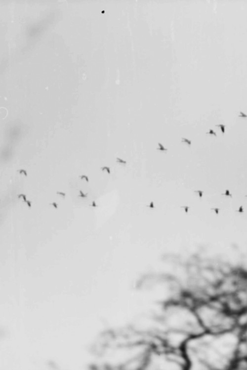 Bird Woman (2023) poster