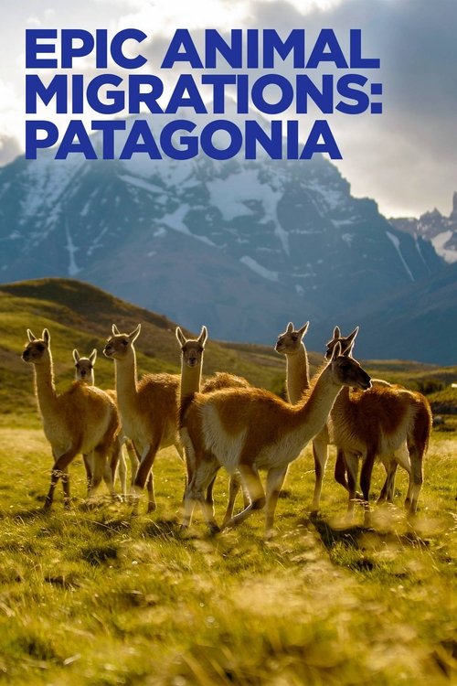 Epic Animal Migrations: Patagonia (2023) poster