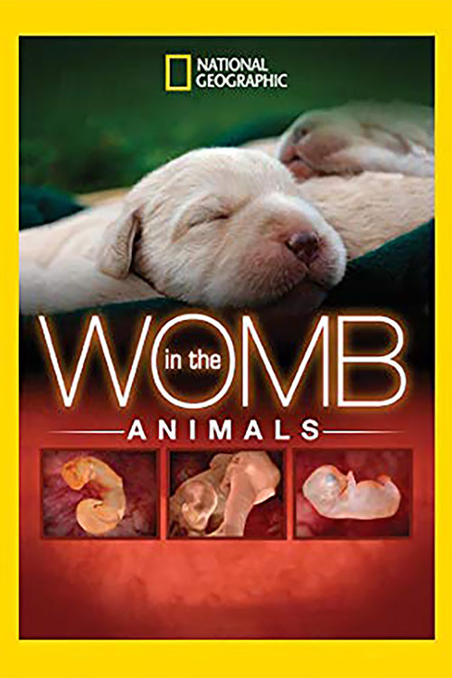 In The Womb: Animals (2006) poster
