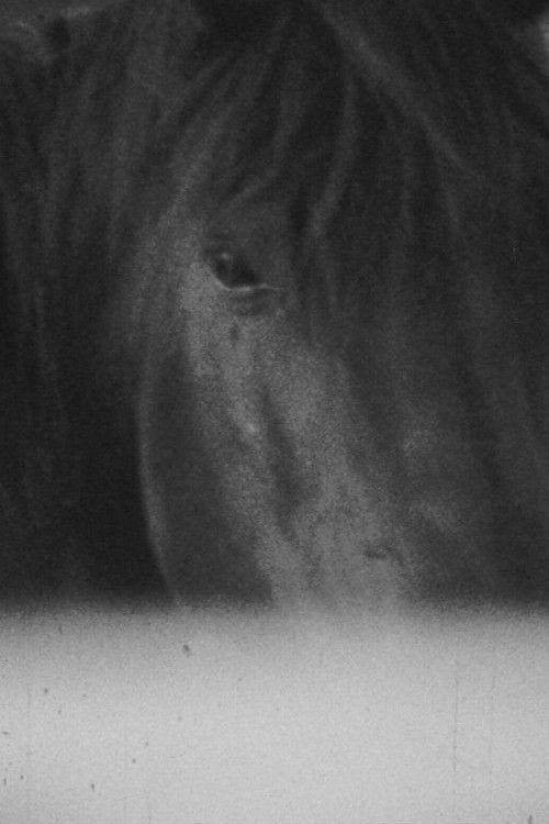 Darkness (2013) poster