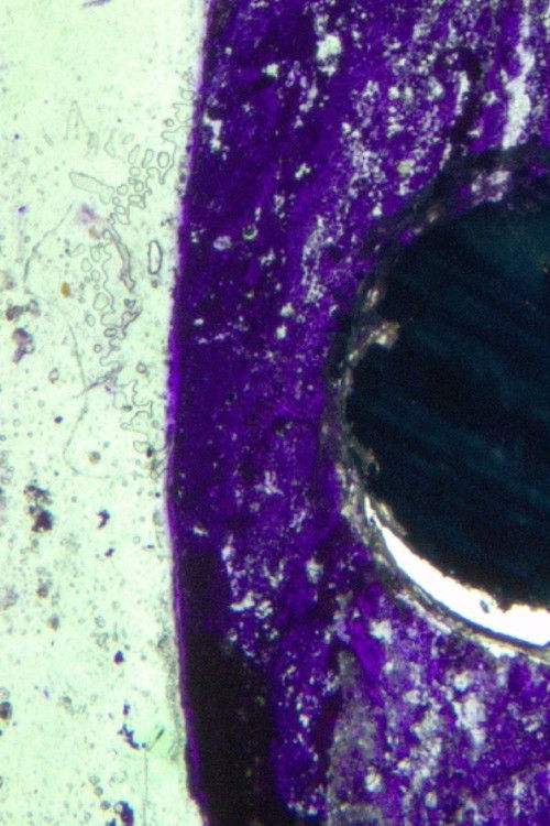 Colores primarios (2020) poster