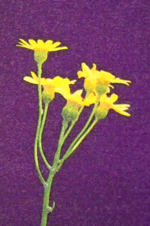 From Ally To Accomplice (2015) poster