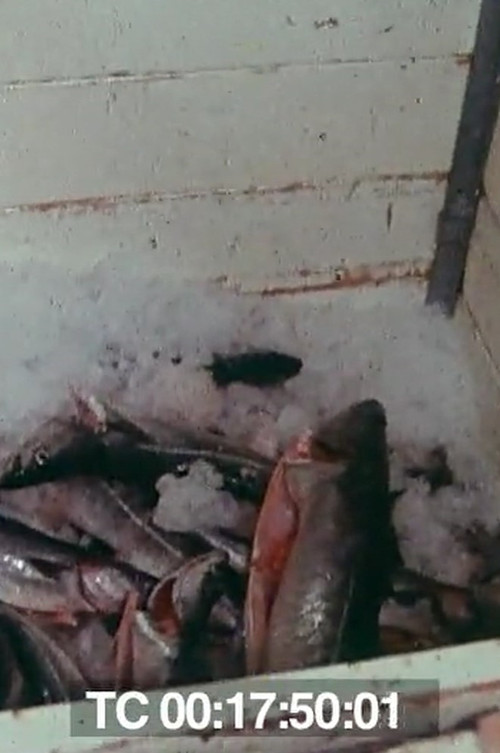 Le poisson commande... (1976) poster