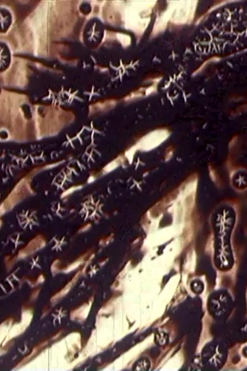 The Black Monk (1968) poster