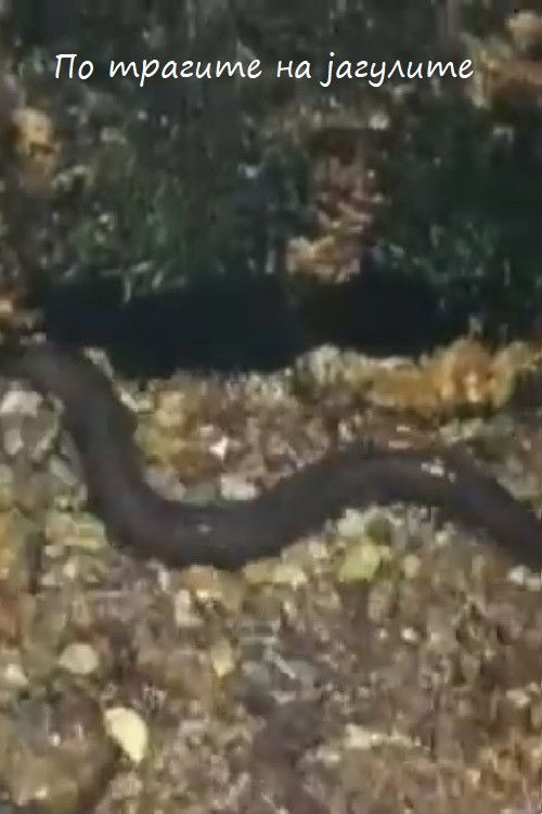 По трагите на јагулите (1958) poster