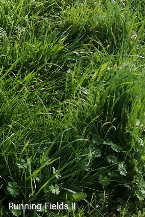 Running Fields II (2024) poster