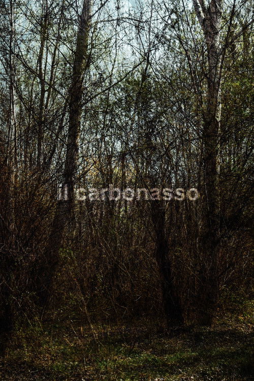 il carbonasso (2021) poster