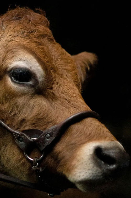 A Feeling of Home: The Making of First Cow (2020) poster