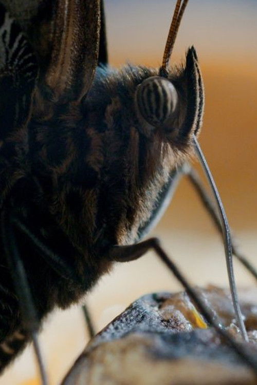 One Life (2019) poster