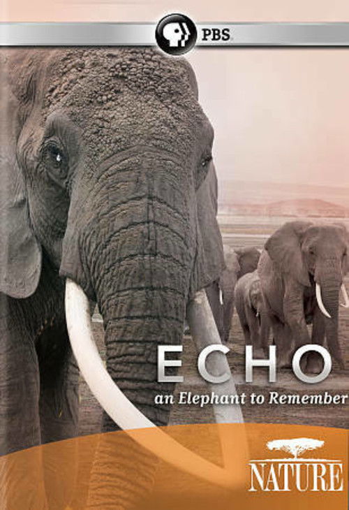 Echo: An Elephant to Remember (2010) poster