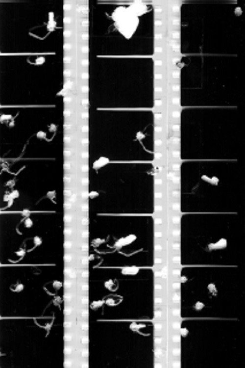 Shot Film (2009) poster