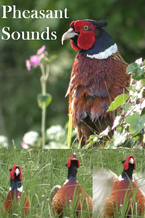 Pheasant Sounds (2022) poster