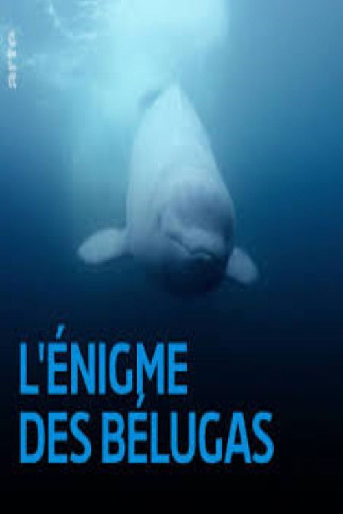 L'énigme des belugas (2017) poster