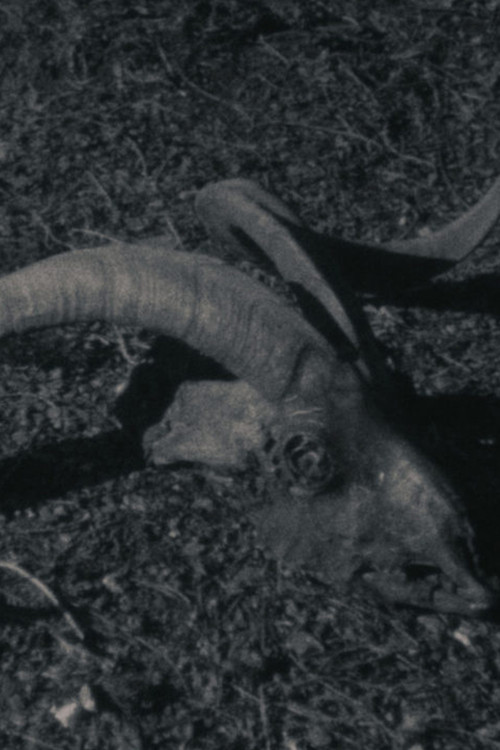 Animal Farm (2020) poster