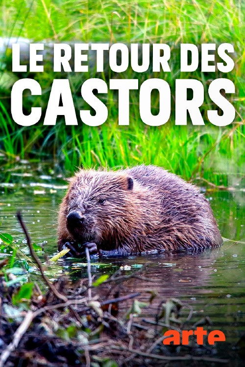 Die Rückkehr der Biber: Wilde Baumeister (2020) poster