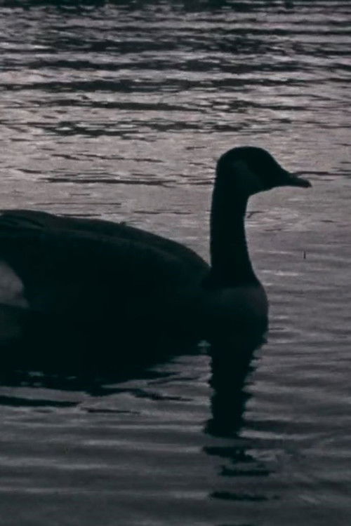 Fowl Play (2018) poster