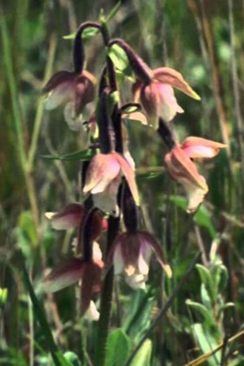 Nationale Parken... Noodzaak (1978) poster