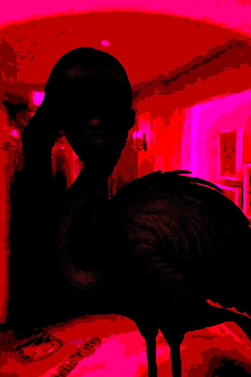 Flamingo poster