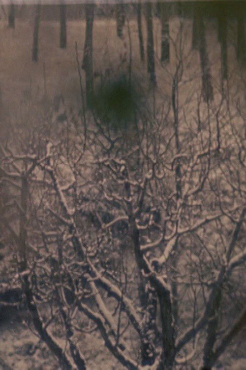 Da Neve A Rosa (1966) poster