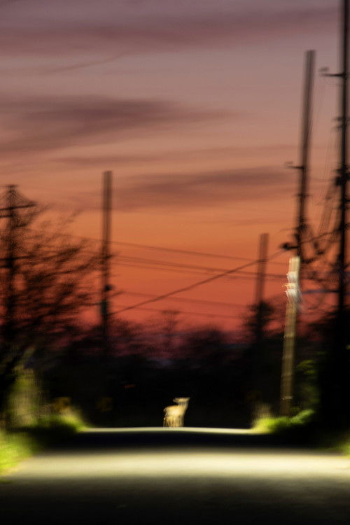 Specters of Watch Oak (2023) poster