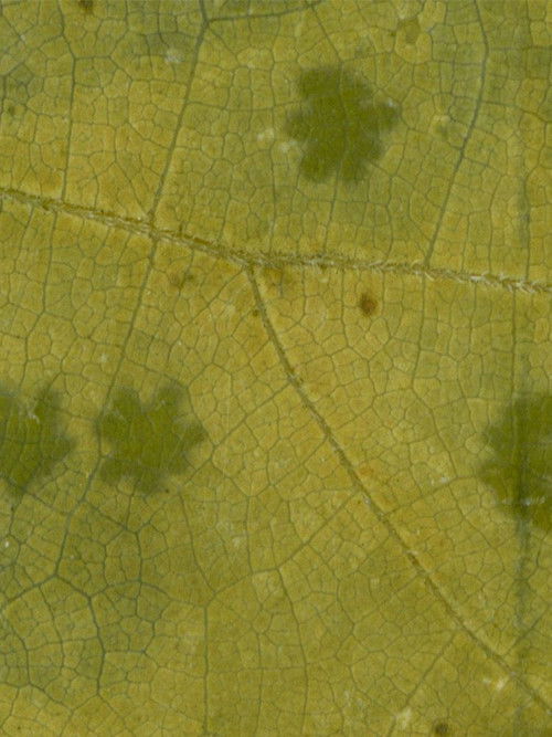 Ghost Orchard - Jessamine (2022) poster