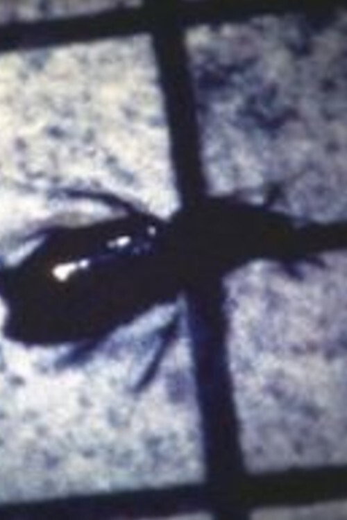 INSECT (1983) poster