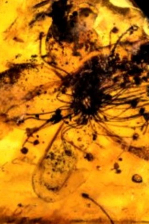 Untitled #9: Nor All Flowers of Foul (2024) poster