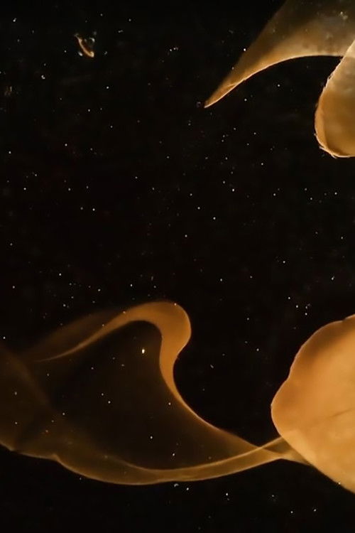 Rehla: Limbo (2020) poster